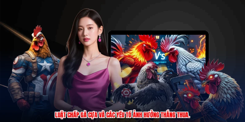 Luật chấp gà cựa và các yếu tố ảnh hưởng thắng thua.